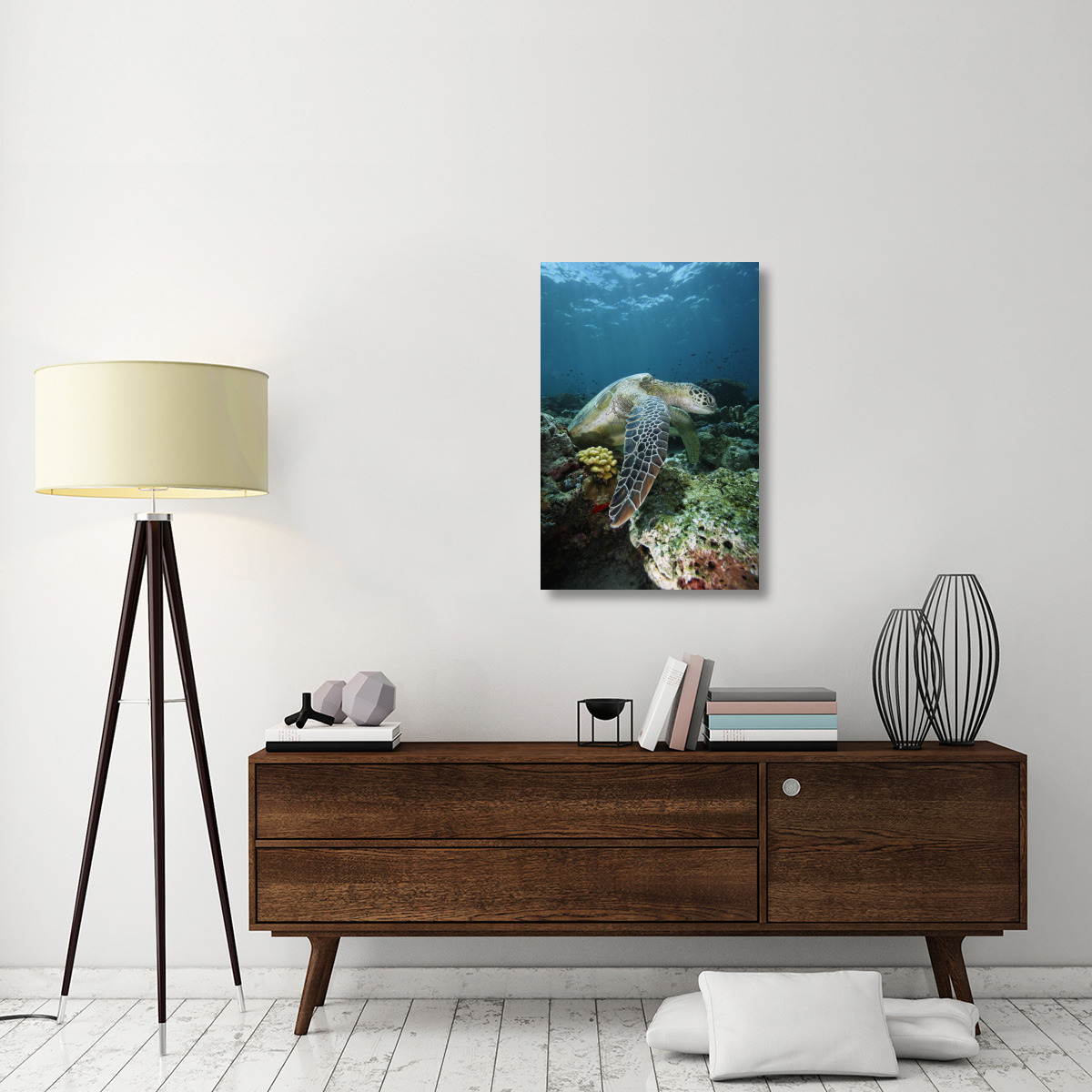 Green Sea Turtle on coral reef, endangered, Sipadan Island, Celebes Sea, Borneo-Canvas Art-24&quotx36"