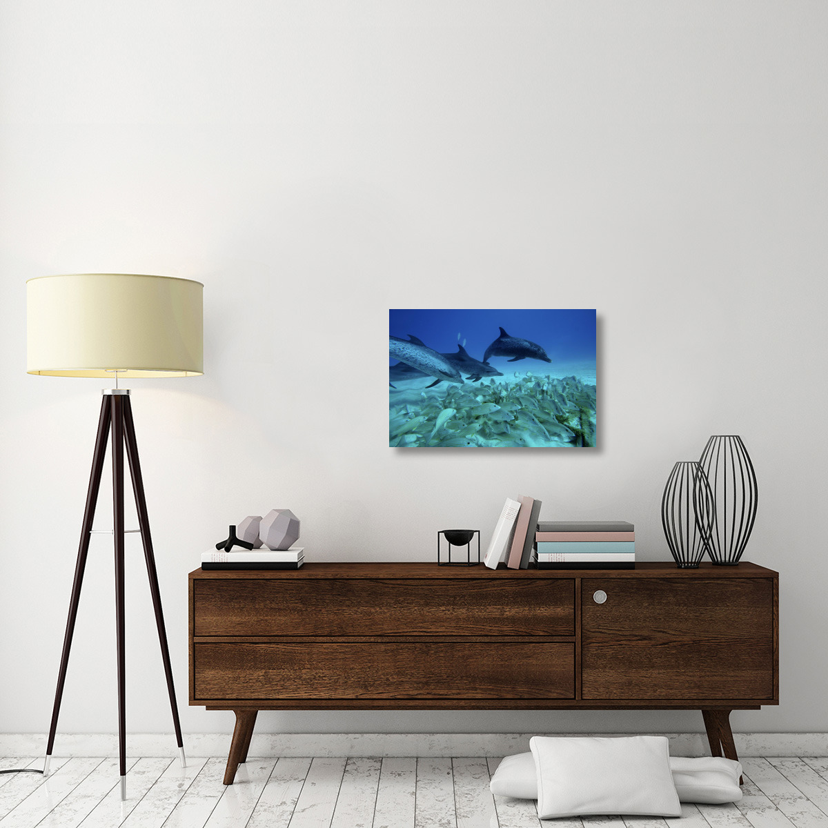 Atlantic Spotted Dolphin trio predating on school of snappers, Bahamas, Caribbean-Canvas Art-30&quotx20"