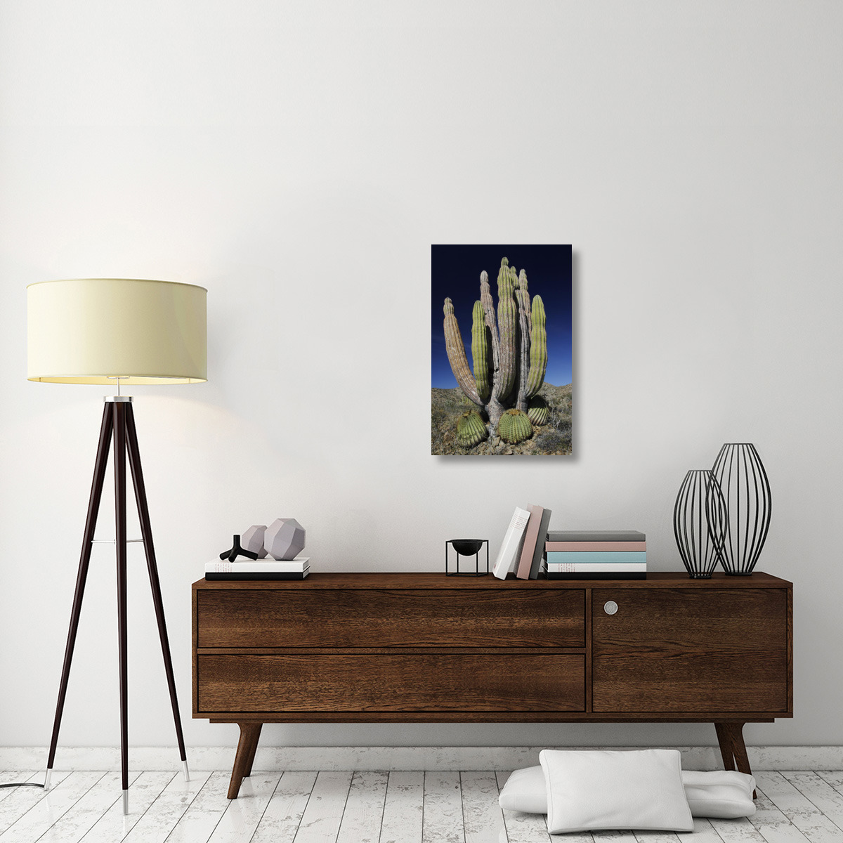 Cardon cactus with other cacti at base, Santa Catalina Island, Sea of Cortez, Mexico-Canvas Art-20&quotx30"