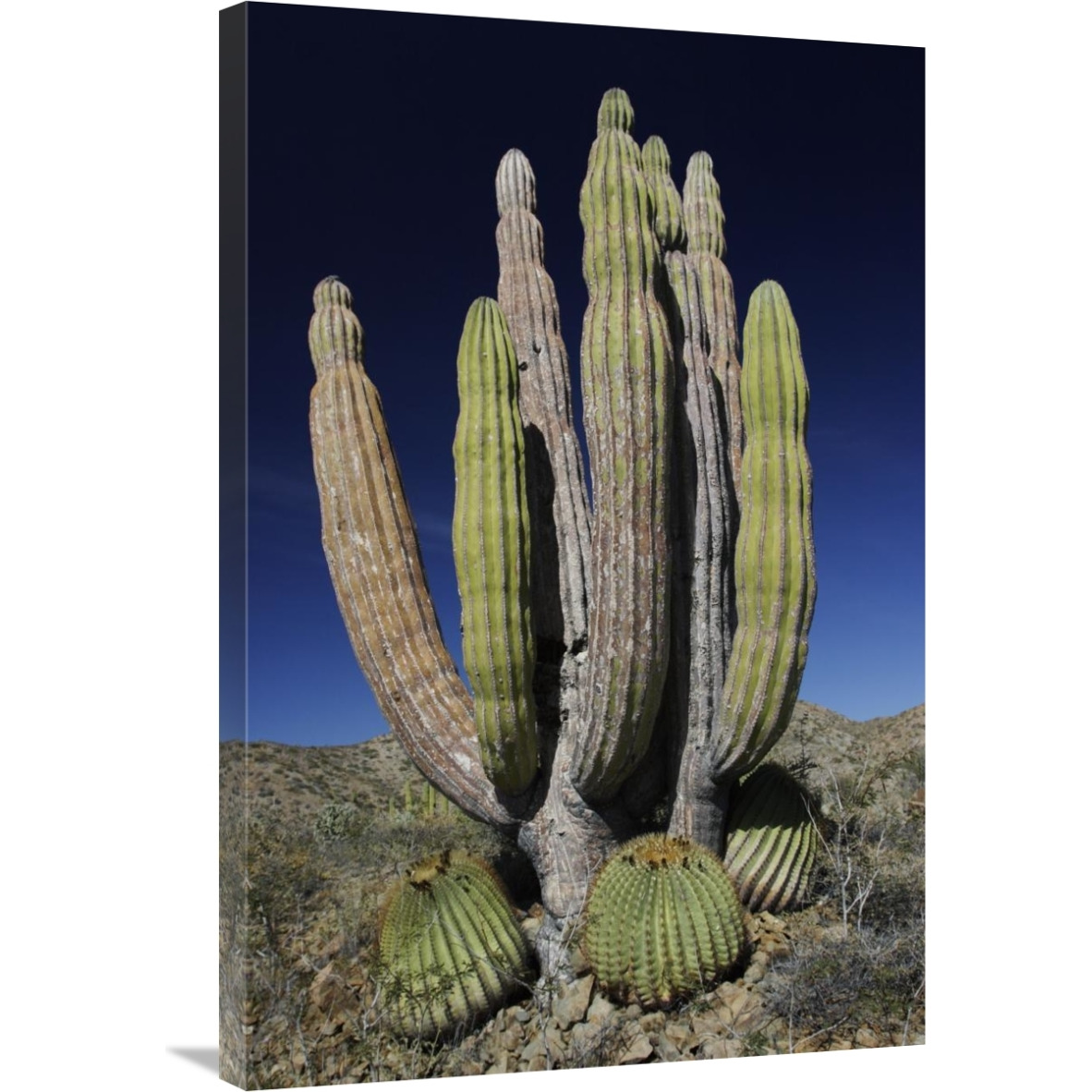 Cardon cactus with other cacti at base, Santa Catalina Island, Sea of Cortez, Mexico-Canvas Art-24&quotx36"