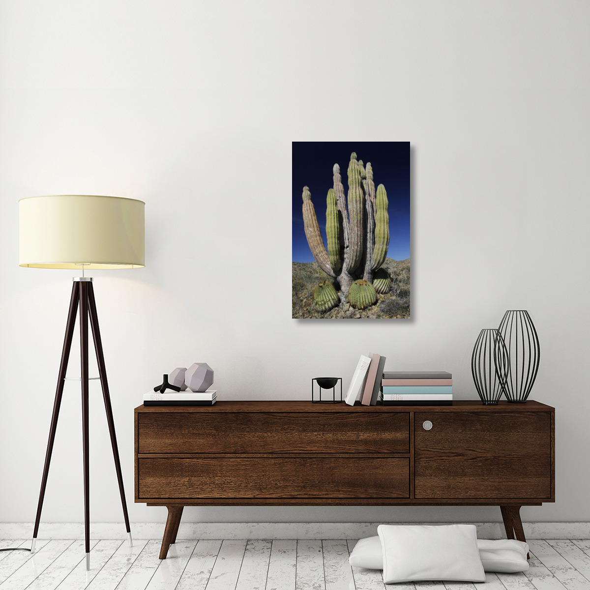 Cardon cactus with other cacti at base, Santa Catalina Island, Sea of Cortez, Mexico-Canvas Art-24&quotx36"