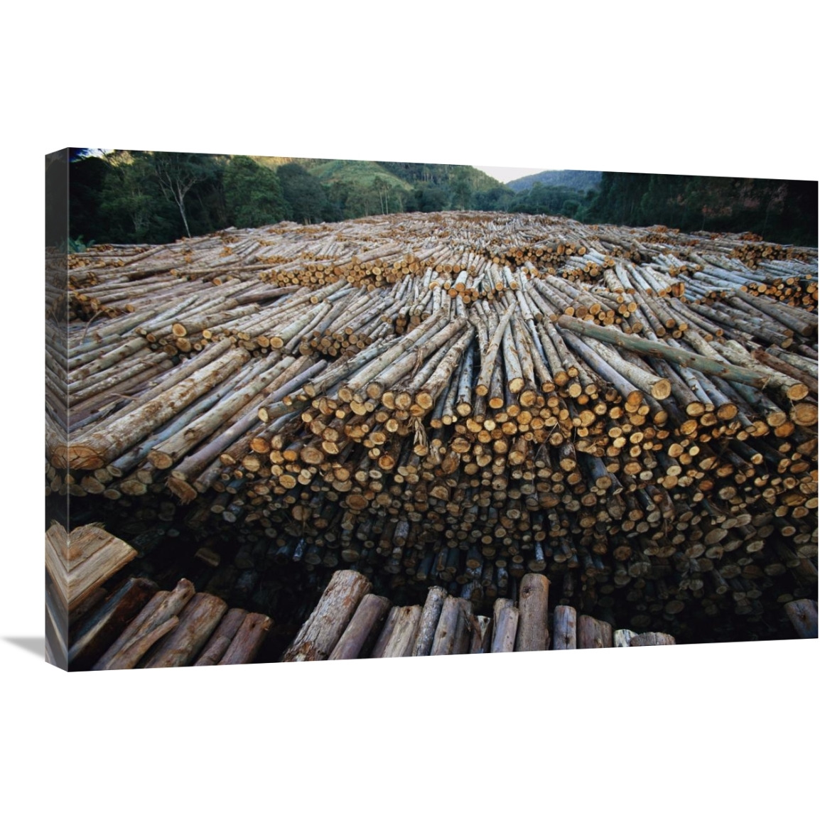 Gum Tree lumber, the world&quots biggest source of Eucalyptus pulp for paper, Atlantic forest, Brazil-Canvas Art-30&quotx20"