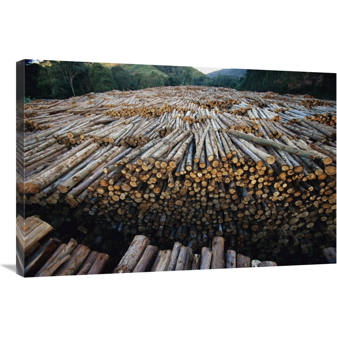 Gum Tree lumber, the world&quots biggest source of Eucalyptus pulp for paper, Atlantic forest, Brazil-Canvas Art-36&quotx24"