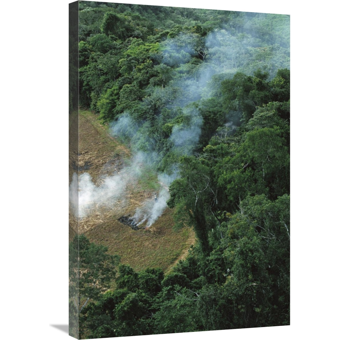 A farmer burns his agricultural field after harvesting the crop in a clearcut area in the forest, Usina Serra Grande, Atlantic Forest, Brazil-Canvas Art-20&quotx30"