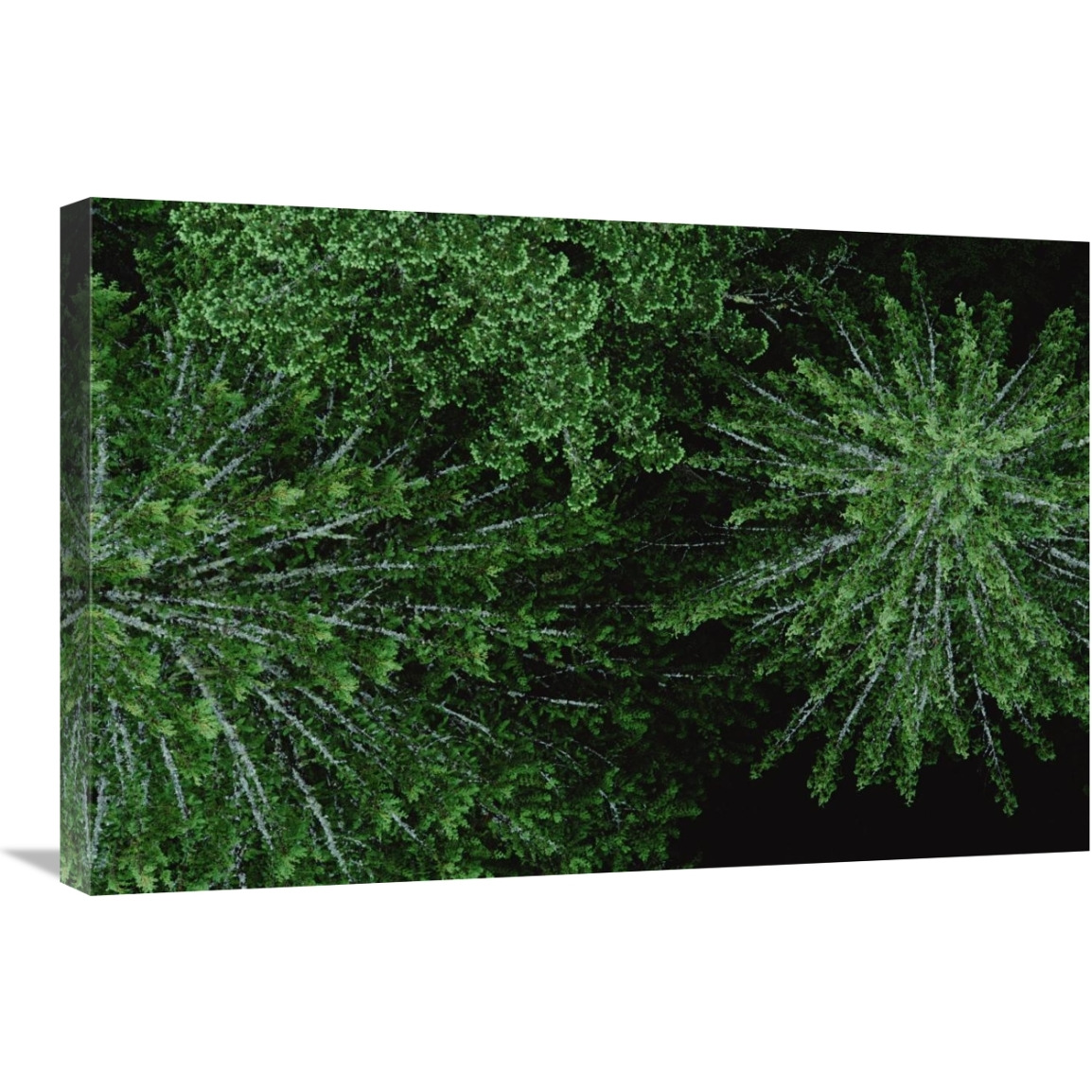 Aerial view of Douglas Fir canopy, Wind River, Washington-Canvas Art-30&quotx20"