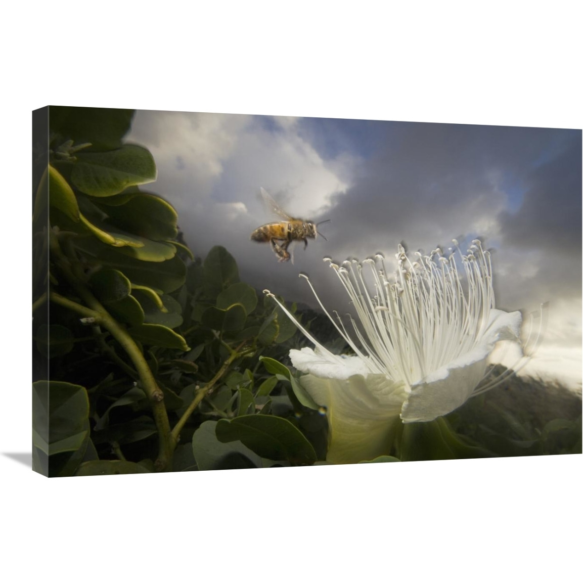 Honey Bee approaching rare Maiapilo flower, Kauai, Hawaii-Canvas Art-30&quotx20"