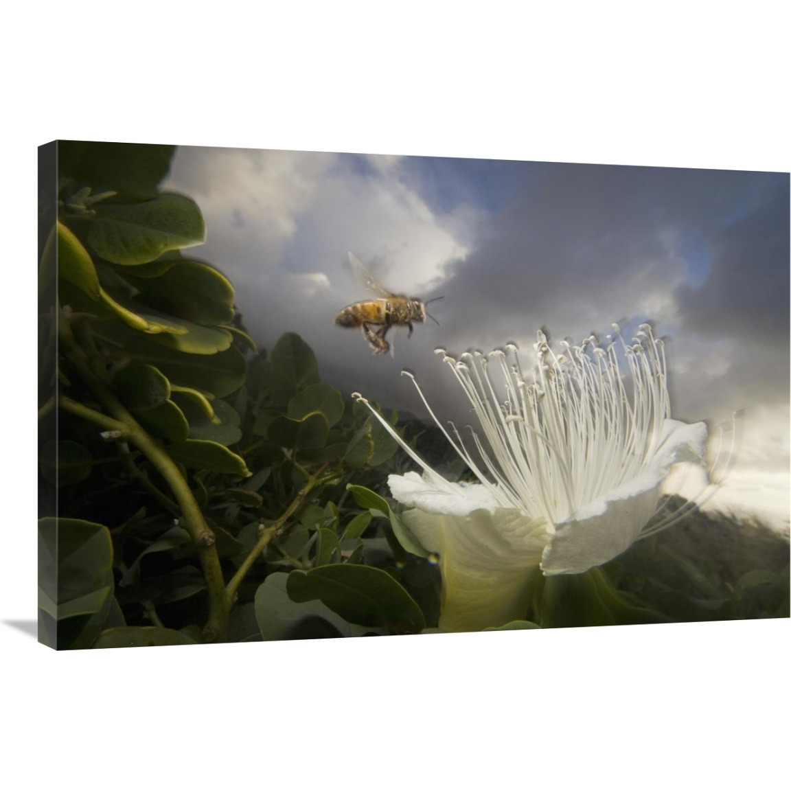 Honey Bee approaching rare Maiapilo flower, Kauai, Hawaii-Canvas Art-36&quotx24"
