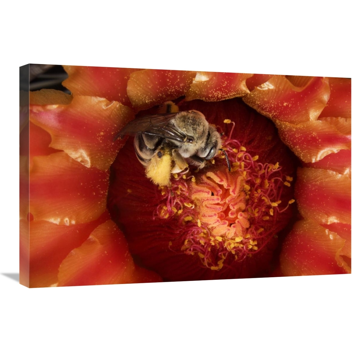 Cactus Bee feeding on barrel cactus nectar, Tucson, Arizona-Canvas Art-30&quotx20"