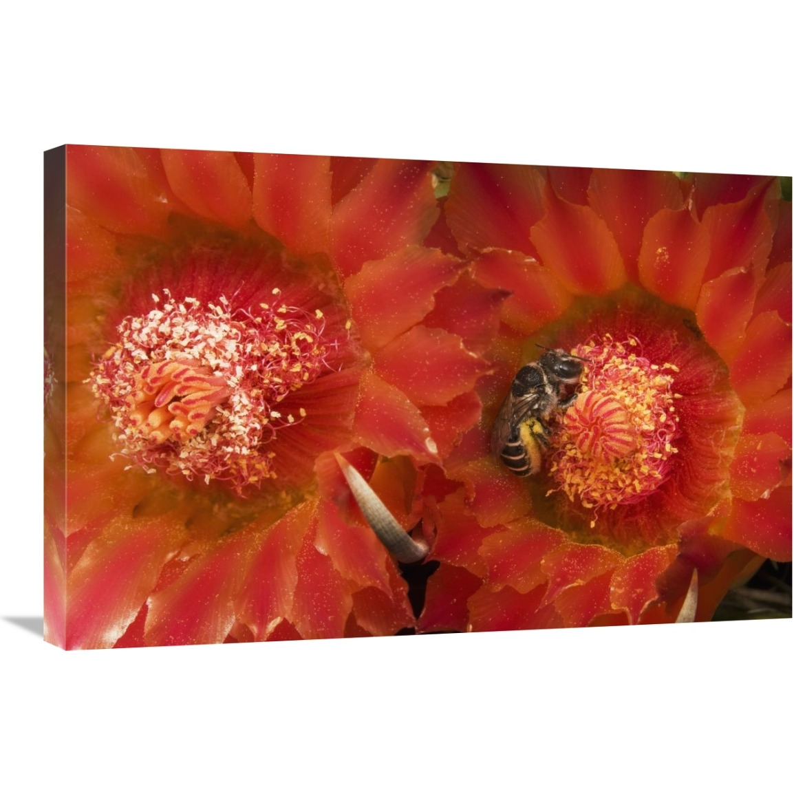 Cactus Bee feeding on barrel cactus nectar, Tucson, Arizona-Canvas Art-30&quotx20"