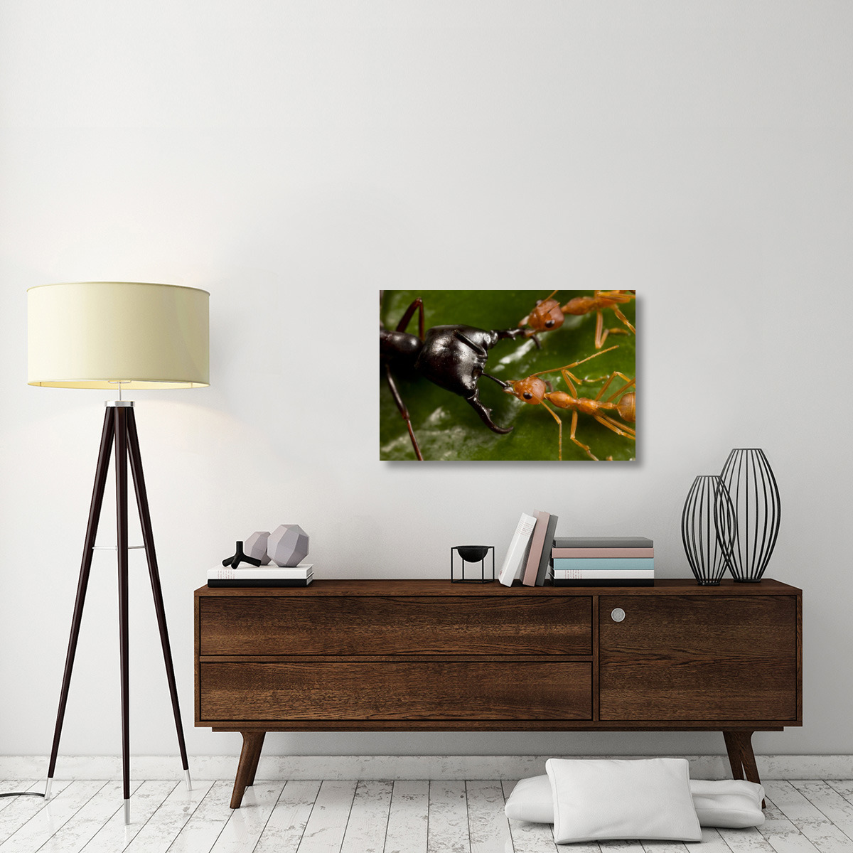 Weaver Ant pair defending against Driver Ant attack, Africa-Canvas Art-36&quotx24"