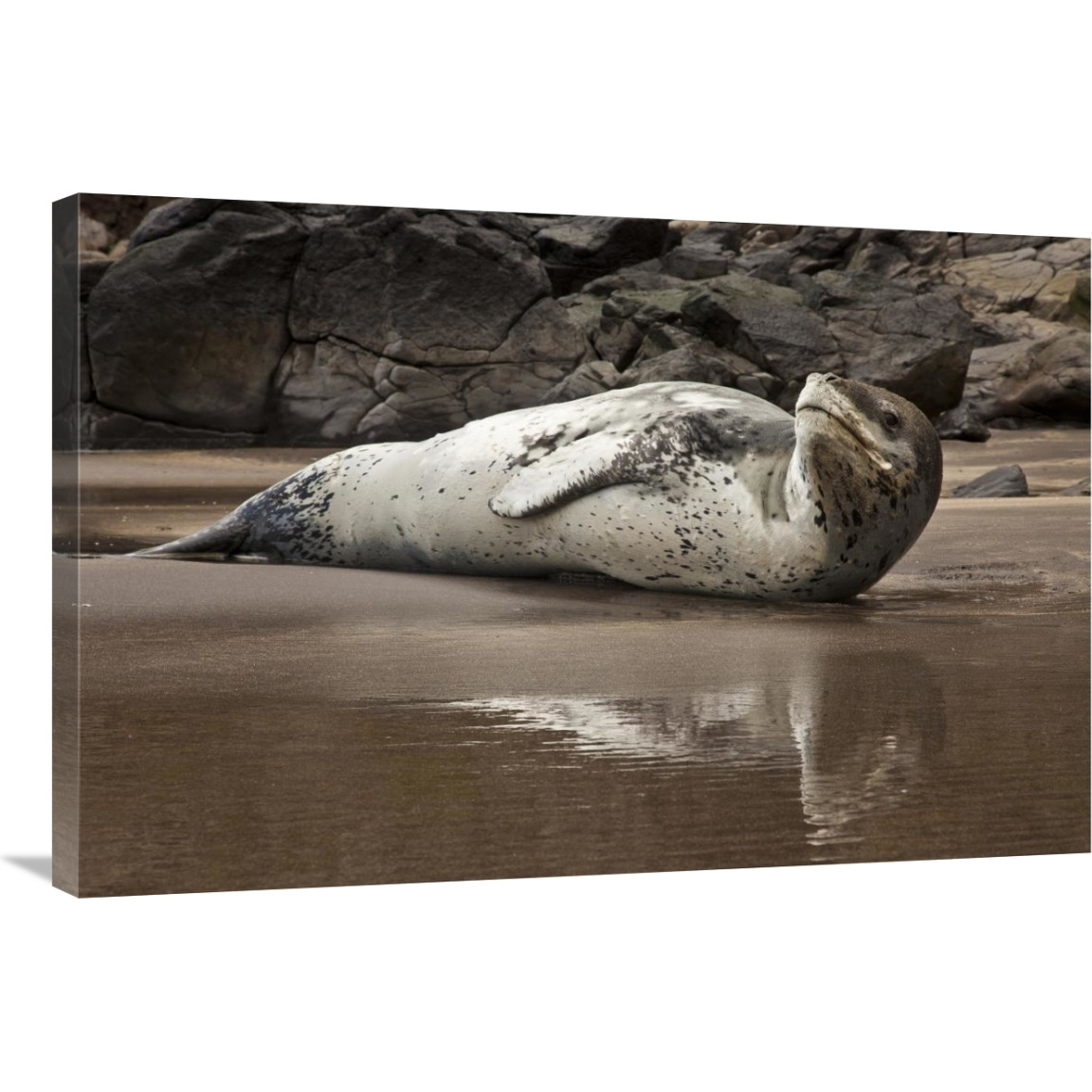 Leopard Seal on Otanerito Beach, New Zealand-Canvas Art-36&quotx24"