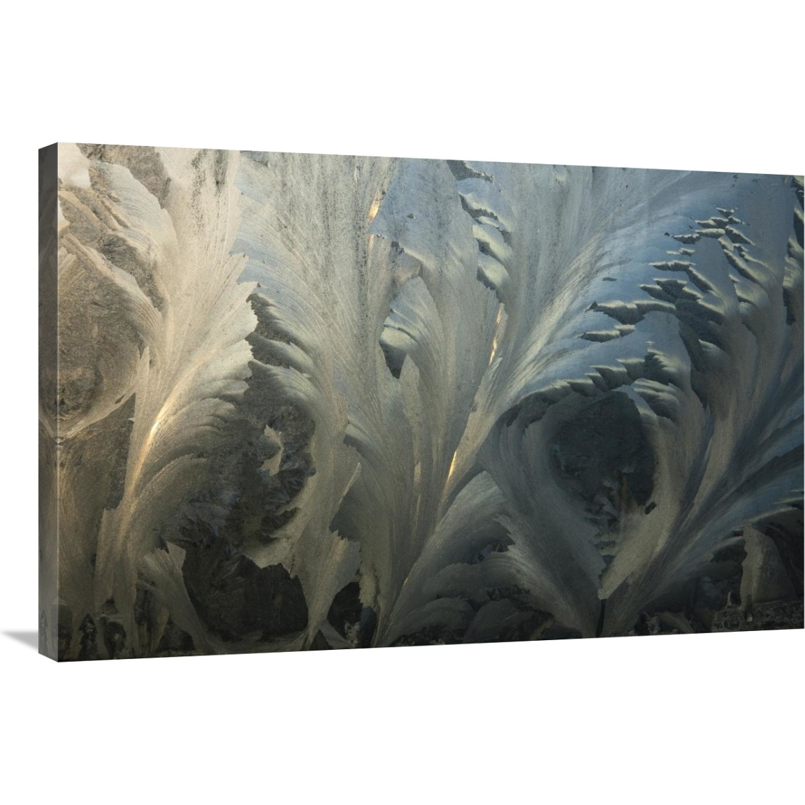 Frost crystal patterns on glass, Ross Sea, Antarctica-Canvas Art-36&quotx24"