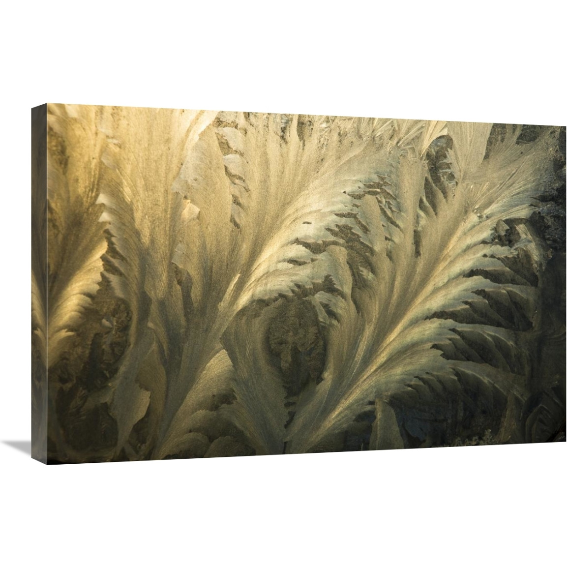 Frost crystal patterns on glass, Ross Sea, Antarctica-Canvas Art-30&quotx20"
