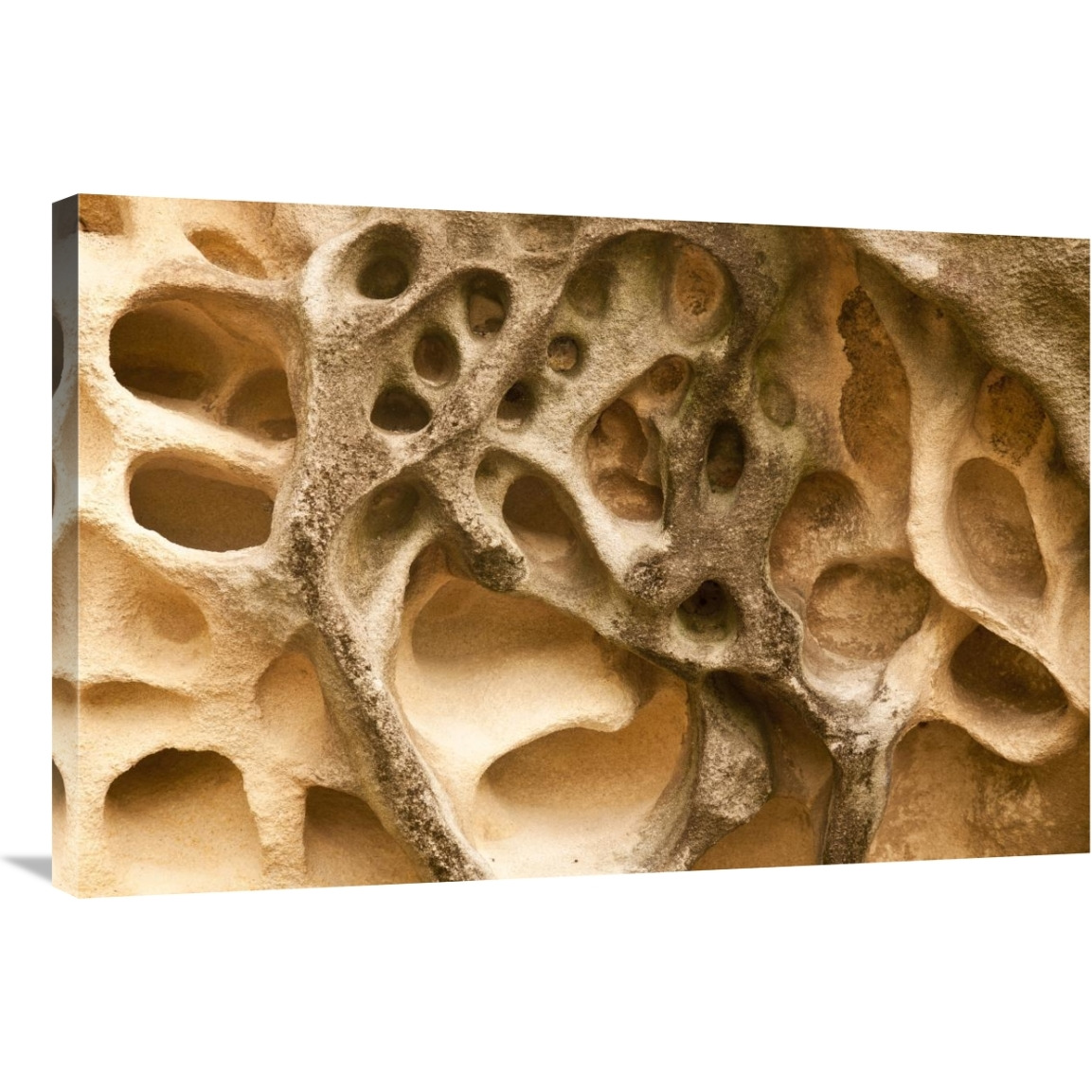 Cavernous weathering in sandstone rock, Sydney, Australia-Canvas Art-36&quotx24"