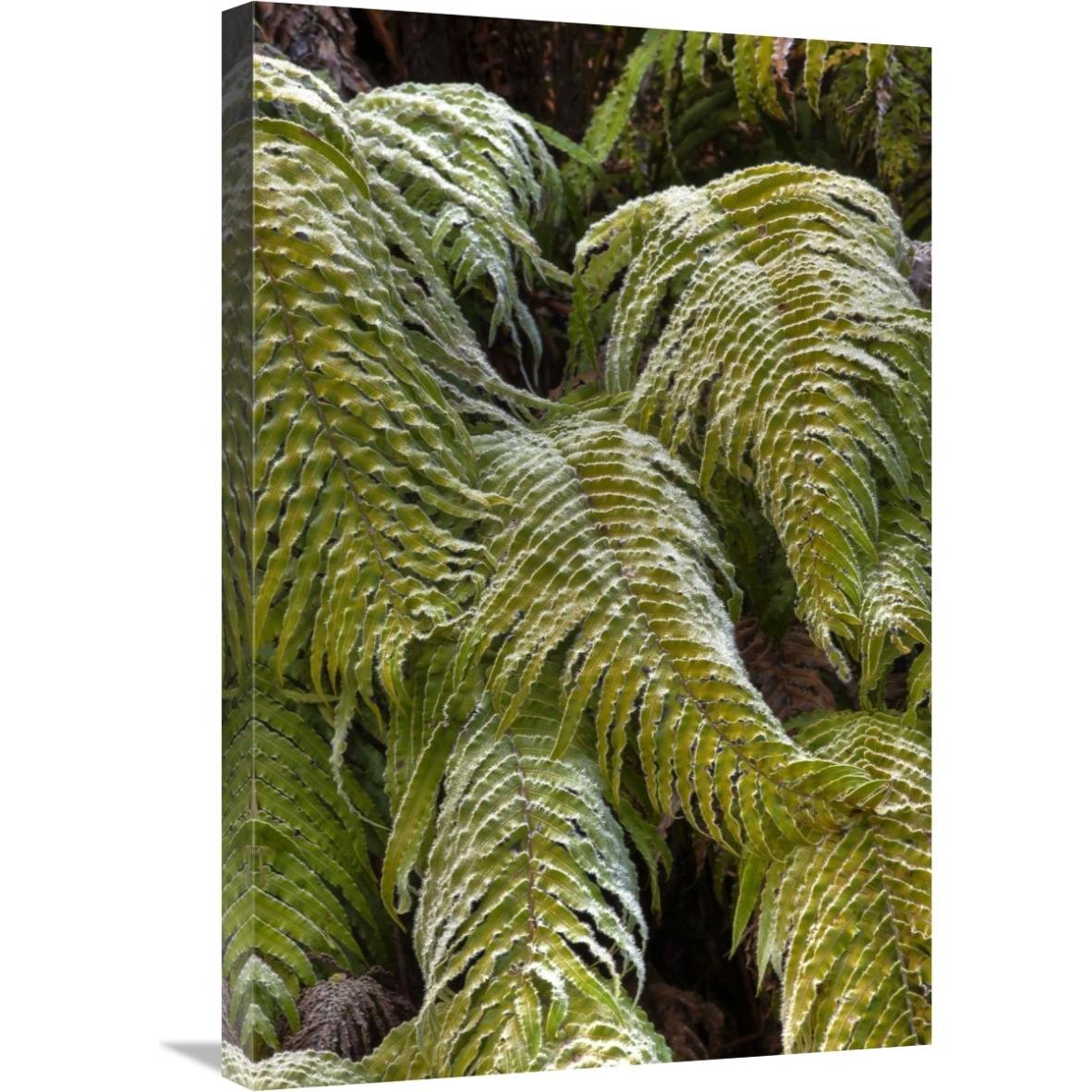 Kiokio covered in frost, Okarito, Westland National Park, west coast, New Zealand-Canvas Art-20&quotx30"