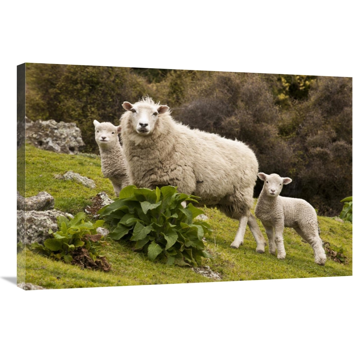 Domestic Sheep with twin lambs, Stony Bay, Banks Peninsula, Canterbury, New Zealand-Canvas Art-36&quotx24"