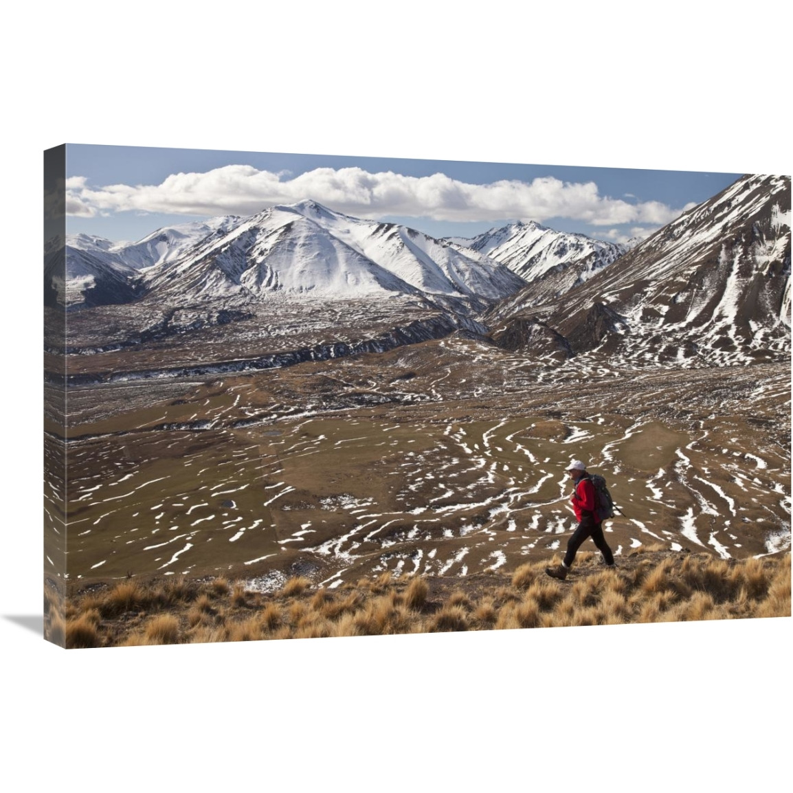 Hiker descends hill of Tussock Grass above Lake Heron Station, Canterbury, New Zealand-Canvas Art-30&quotx20"