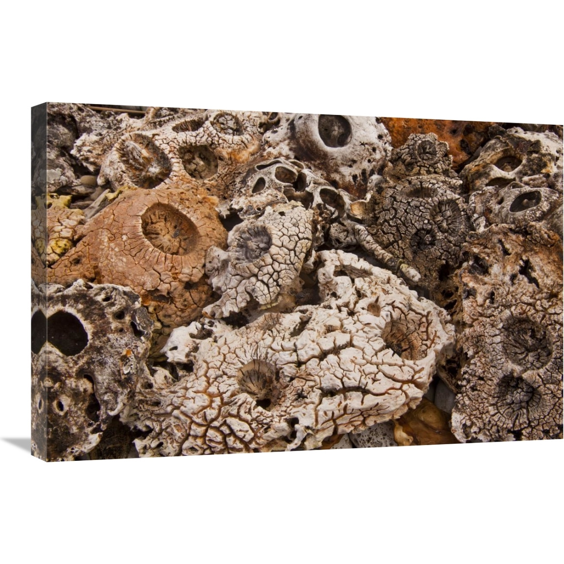 Kelp holdfasts bleached and weathered on beach, Kaikoura, North Canterbury, New Zealand-Canvas Art-30&quotx20"