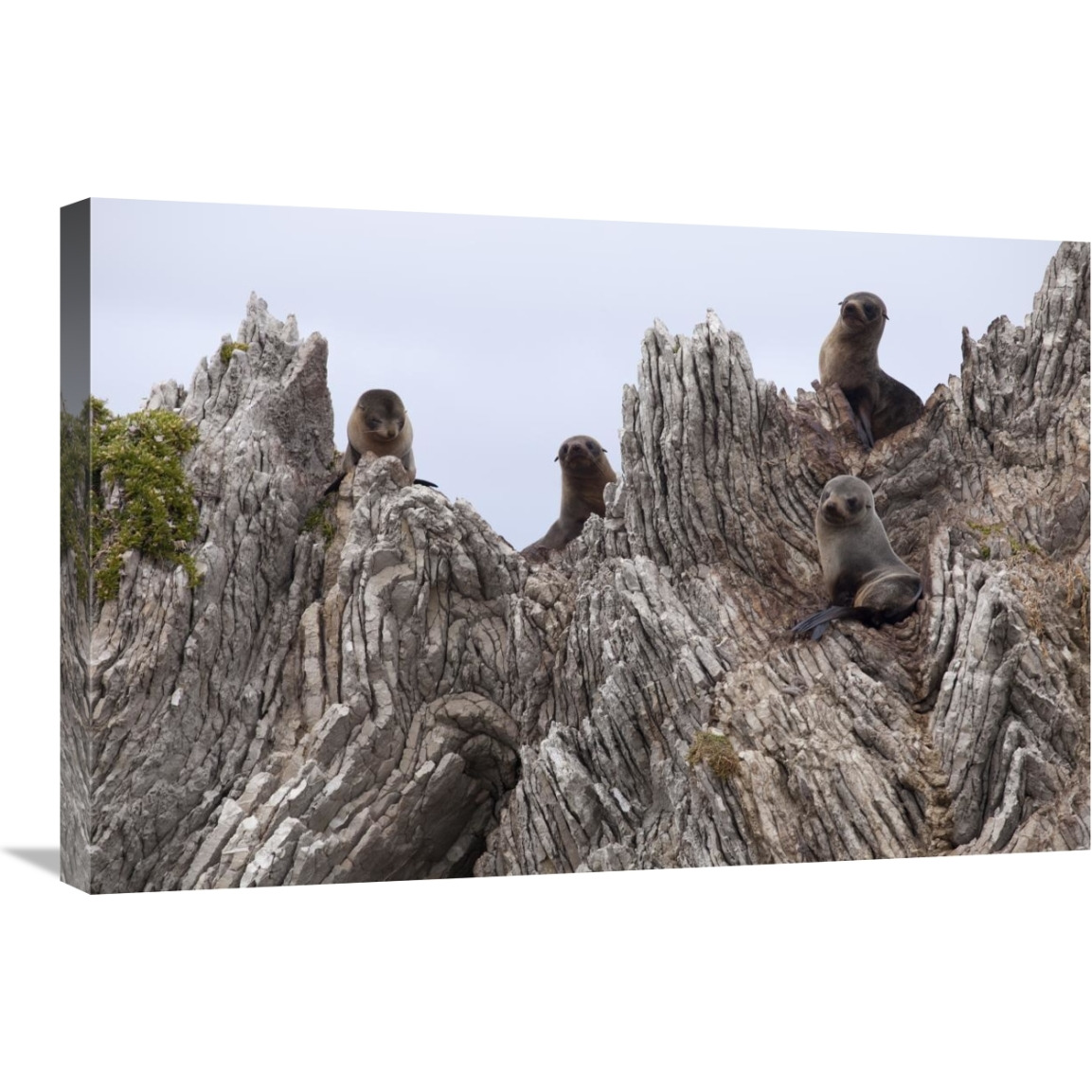New Zealand Fur Seal pups on folded limestone layers, Kaikoura, North Canterbury, New Zealand-Canvas Art-30&quotx20"
