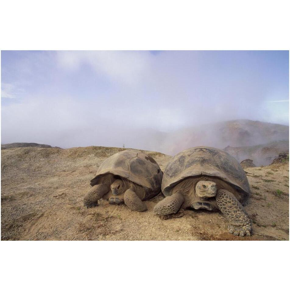 Galapagos Giant Tortoises near steaming fumaroles, Alcedo Volcano, Galapagos-Paper Art-38&quotx26"