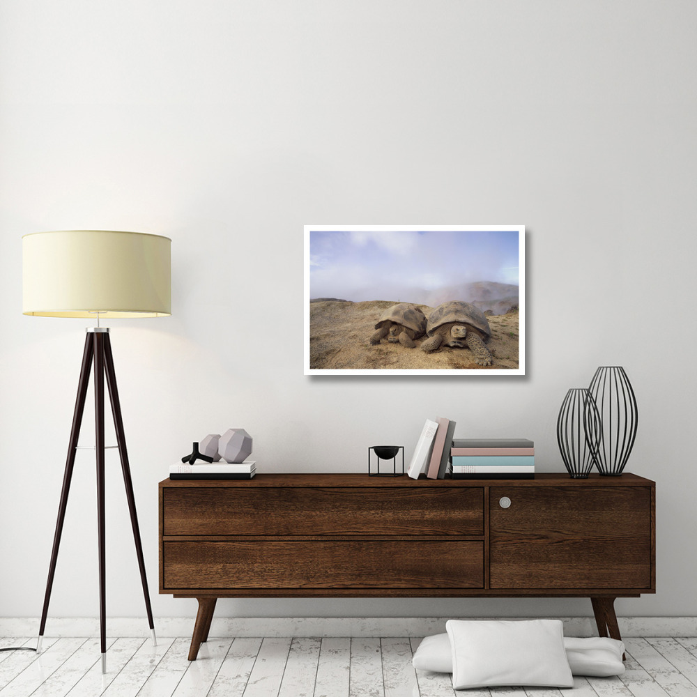 Galapagos Giant Tortoises near steaming fumaroles, Alcedo Volcano, Galapagos-Paper Art-38&quotx26"