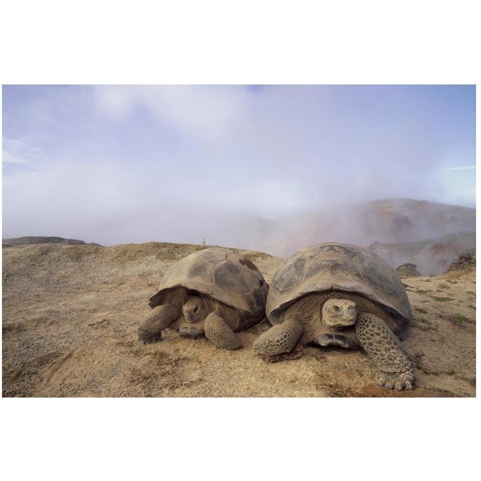 Galapagos Giant Tortoises near steaming fumaroles, Alcedo Volcano, Galapagos-Paper Art-50&quotx34"