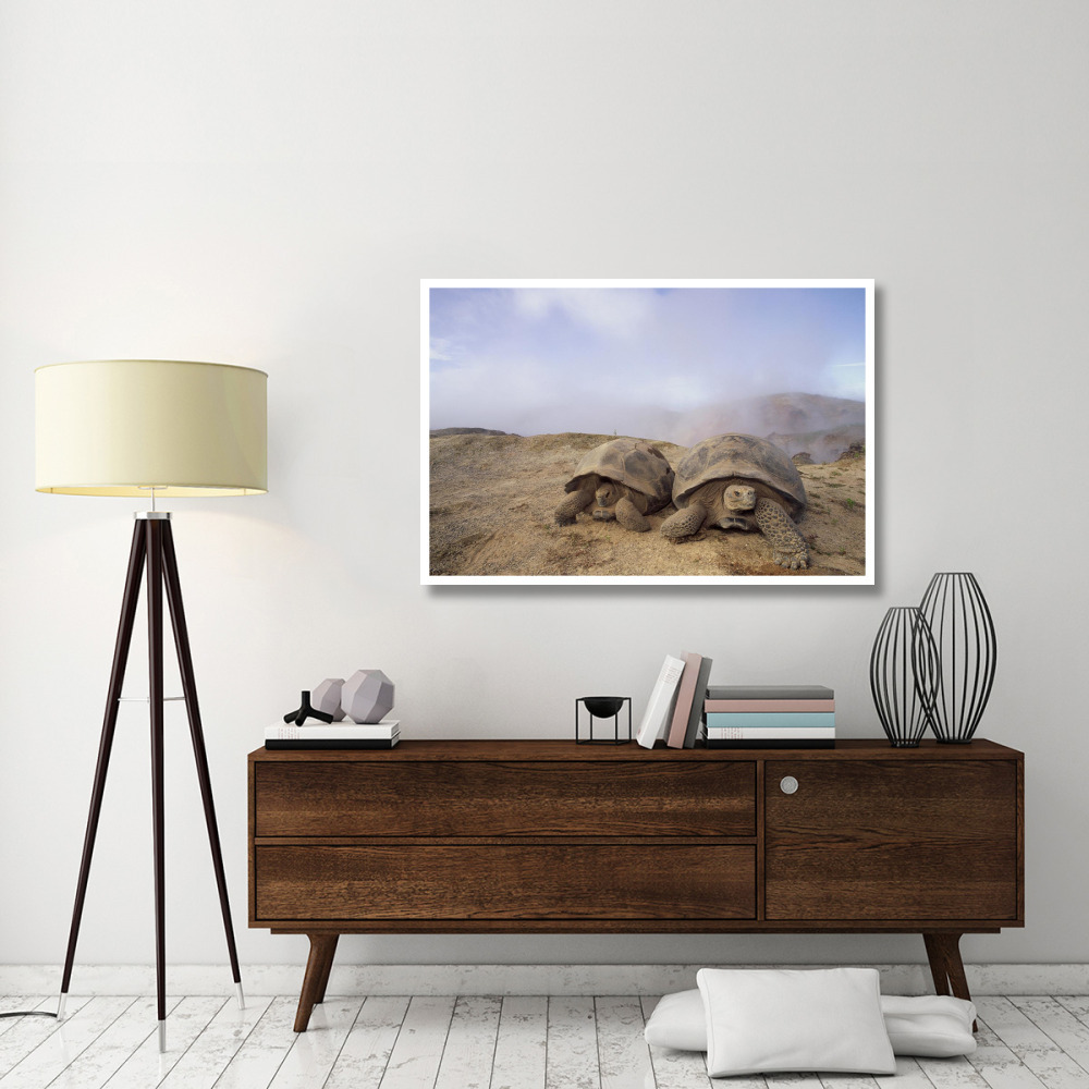 Galapagos Giant Tortoises near steaming fumaroles, Alcedo Volcano, Galapagos-Paper Art-50&quotx34"