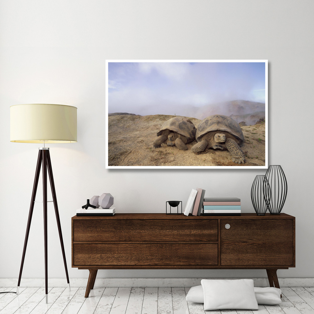 Galapagos Giant Tortoises near steaming fumaroles, Alcedo Volcano, Galapagos-Paper Art-62&quotx42"
