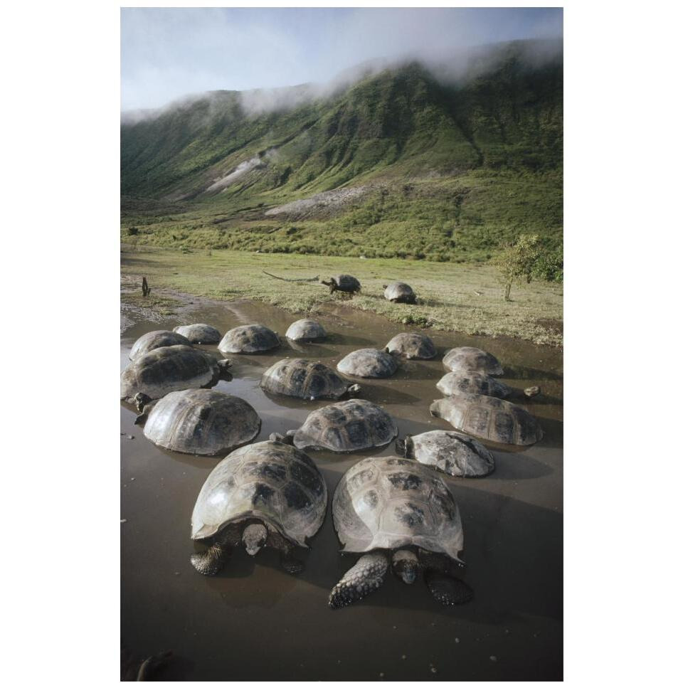 Galapagos Giant Tortoise wallowing in seasonal pool, Alcedo Volcano, Galapagos-Paper Art-14&quotx20"