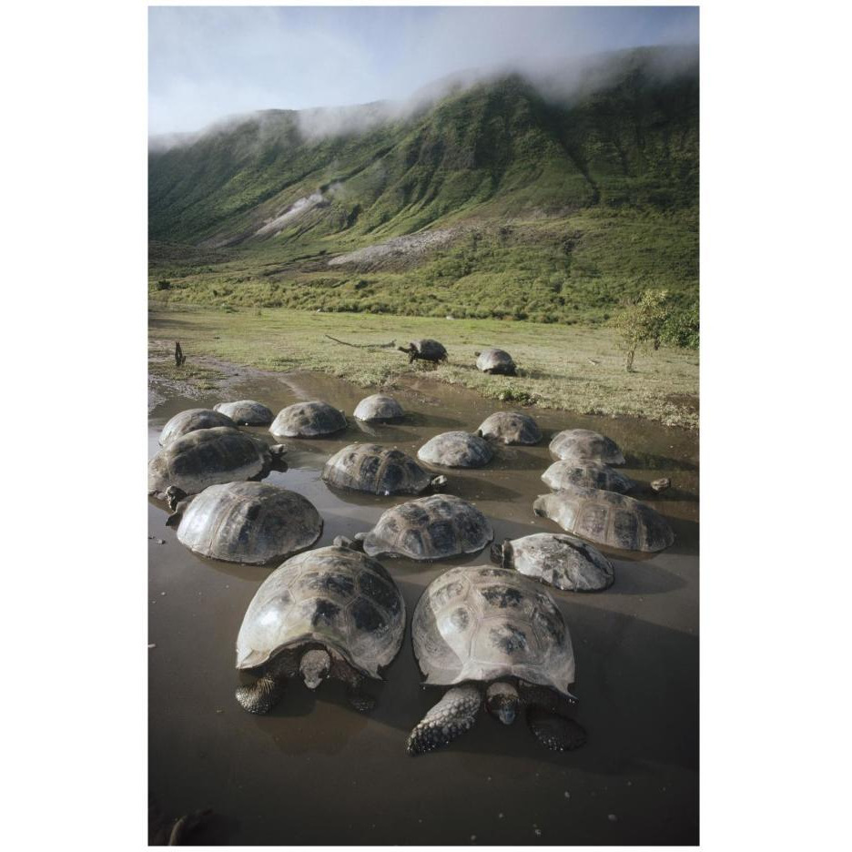 Galapagos Giant Tortoise wallowing in seasonal pool, Alcedo Volcano, Galapagos-Paper Art-18&quotx26"