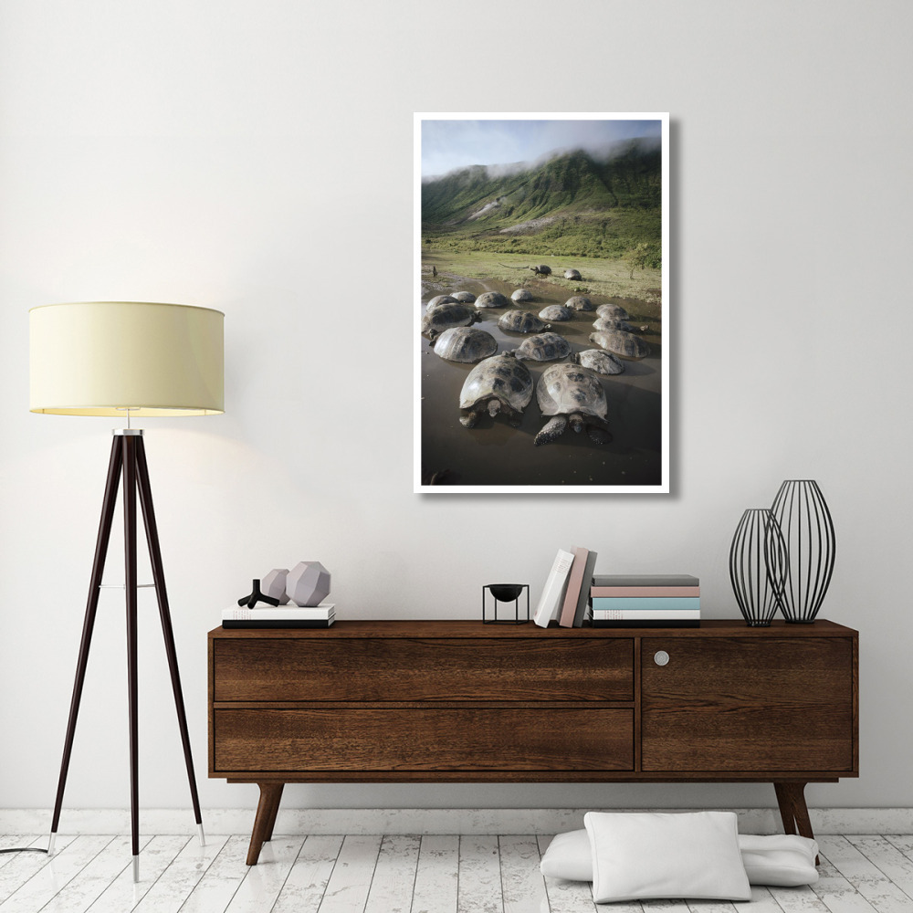 Galapagos Giant Tortoise wallowing in seasonal pool, Alcedo Volcano, Galapagos-Paper Art-34&quotx50"