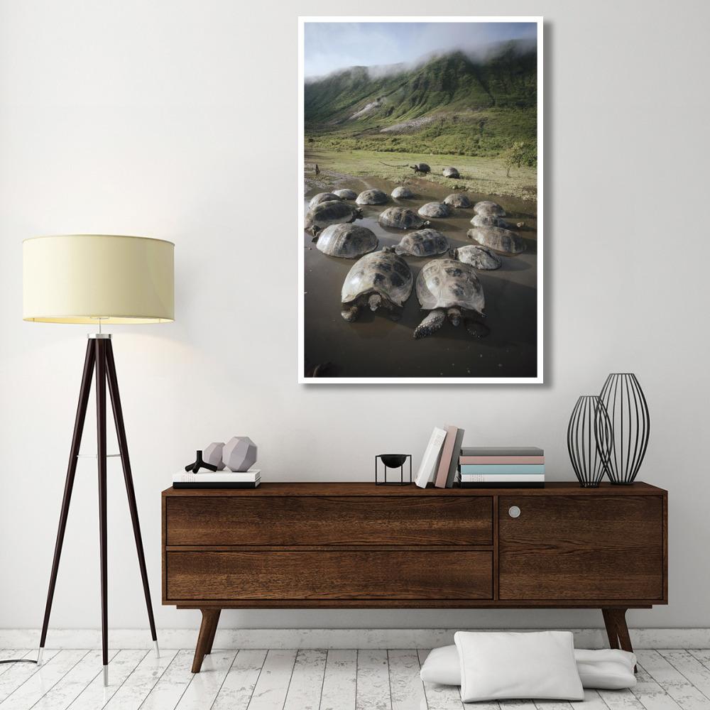 Galapagos Giant Tortoise wallowing in seasonal pool, Alcedo Volcano, Galapagos-Paper Art-42&quotx62"