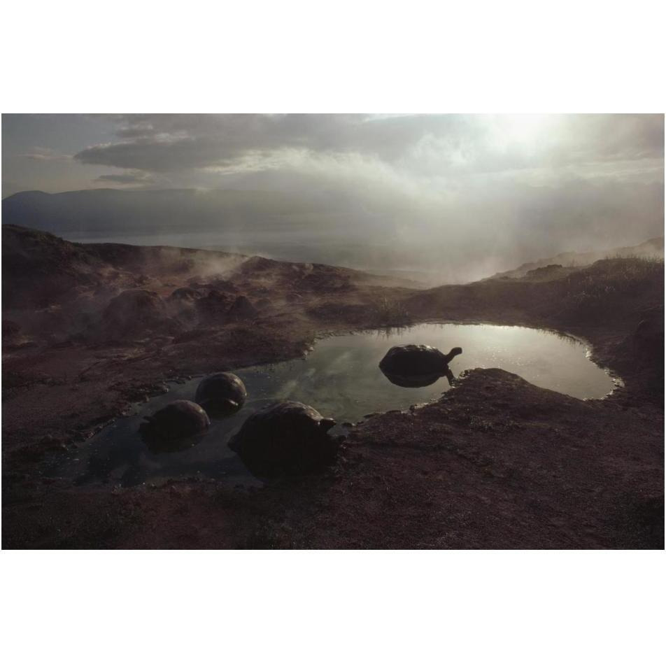 Galapagos Giant Tortoise wallowing in pool at sunrise, Alcedo Volcano, Galapagos-Paper Art-20&quotx14"