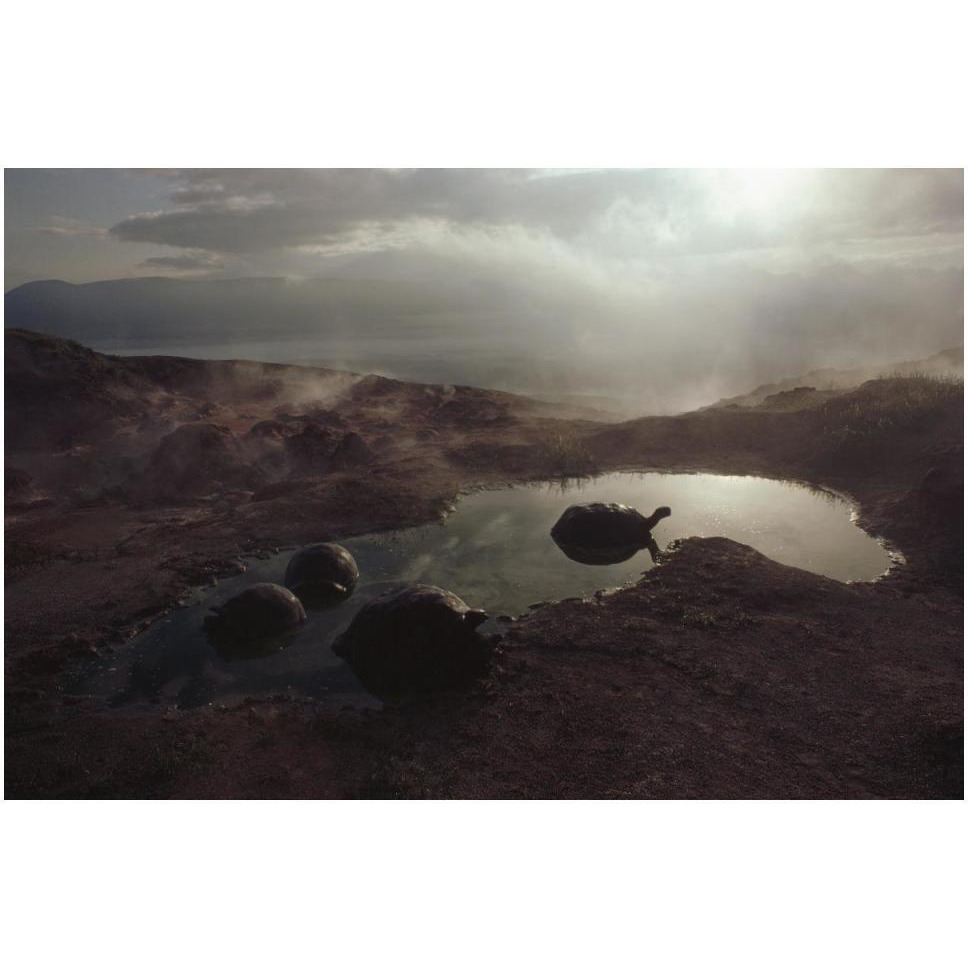 Galapagos Giant Tortoise wallowing in pool at sunrise, Alcedo Volcano, Galapagos-Paper Art-50&quotx34"