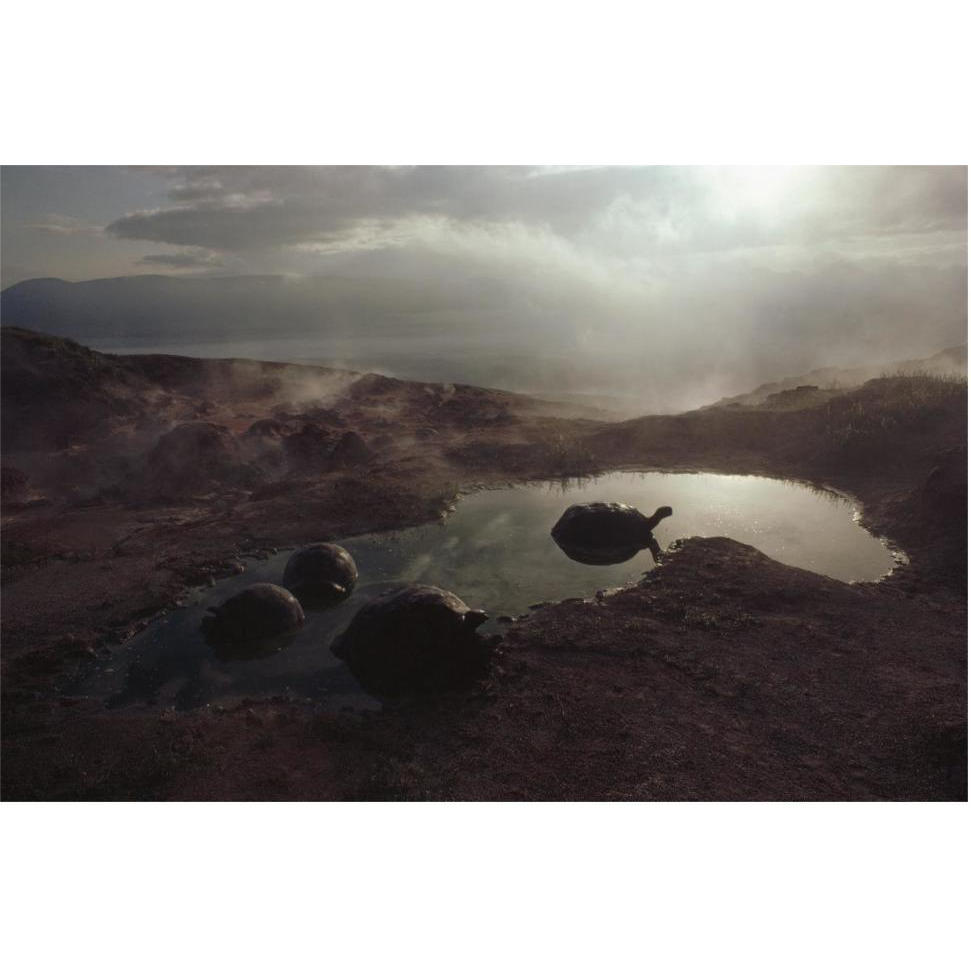 Galapagos Giant Tortoise wallowing in pool at sunrise, Alcedo Volcano, Galapagos-Paper Art-62&quotx42"
