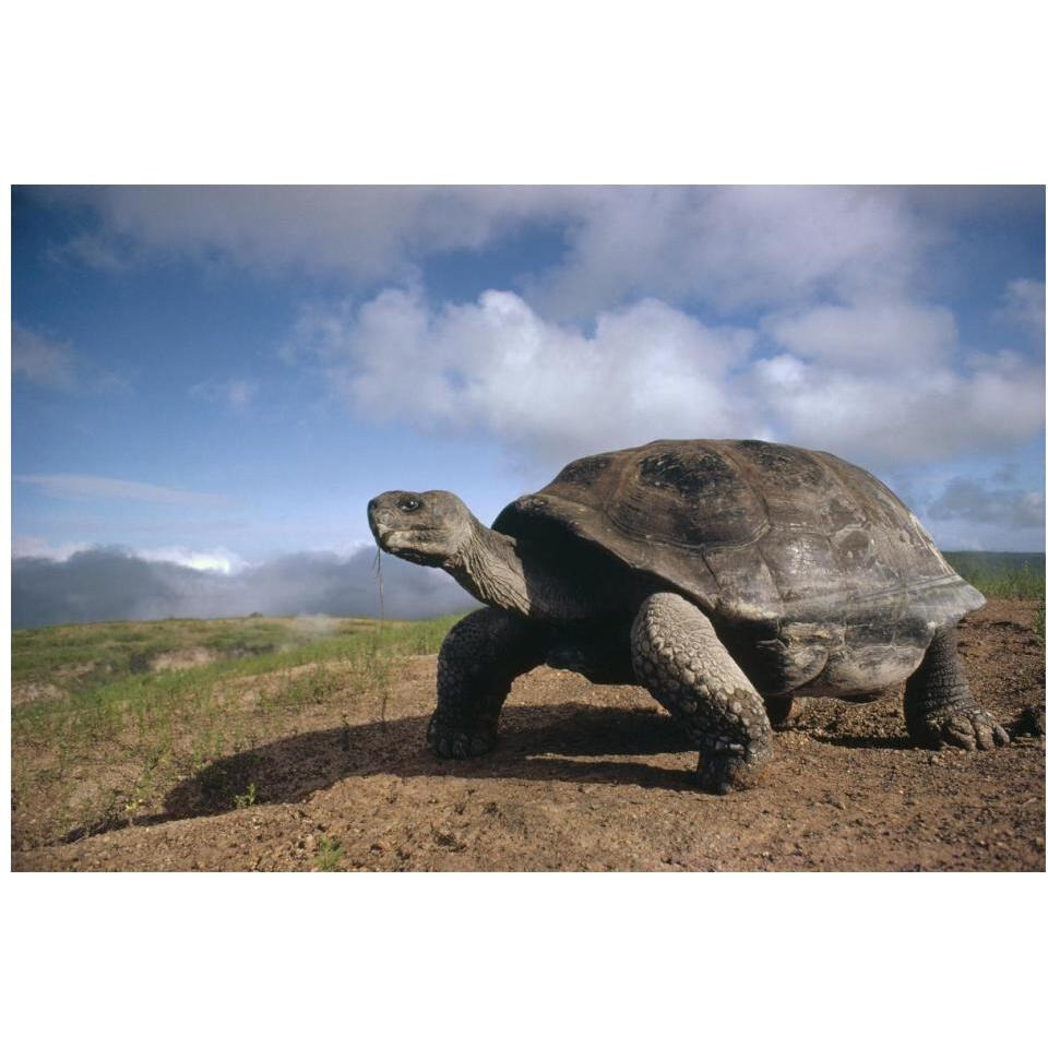Galapagos Giant Tortoise on caldera rim, Alcedo Volcano, Galapagos Islands-Paper Art-20&quotx14"