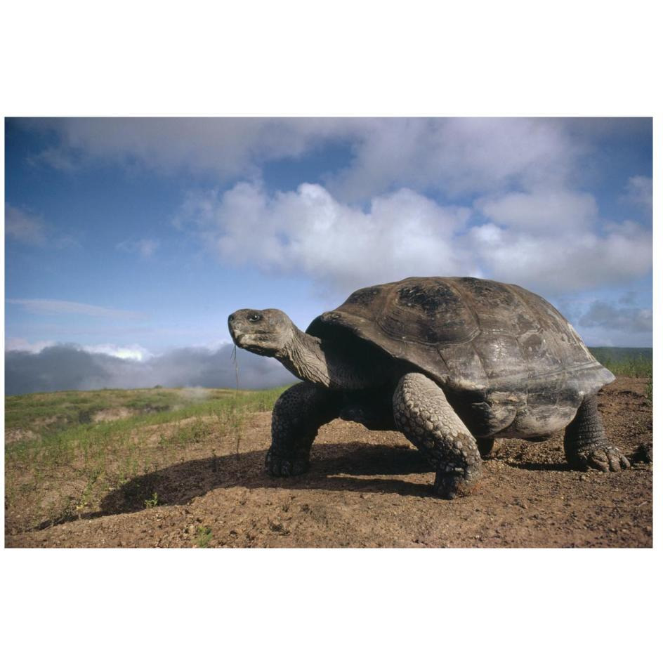 Galapagos Giant Tortoise on caldera rim, Alcedo Volcano, Galapagos Islands-Paper Art-26&quotx18"