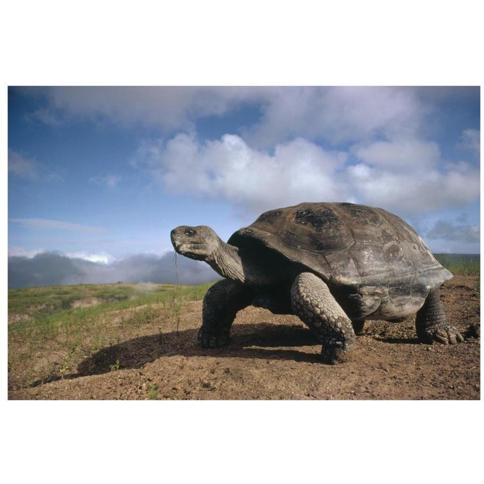 Galapagos Giant Tortoise on caldera rim, Alcedo Volcano, Galapagos Islands-Paper Art-32&quotx22"