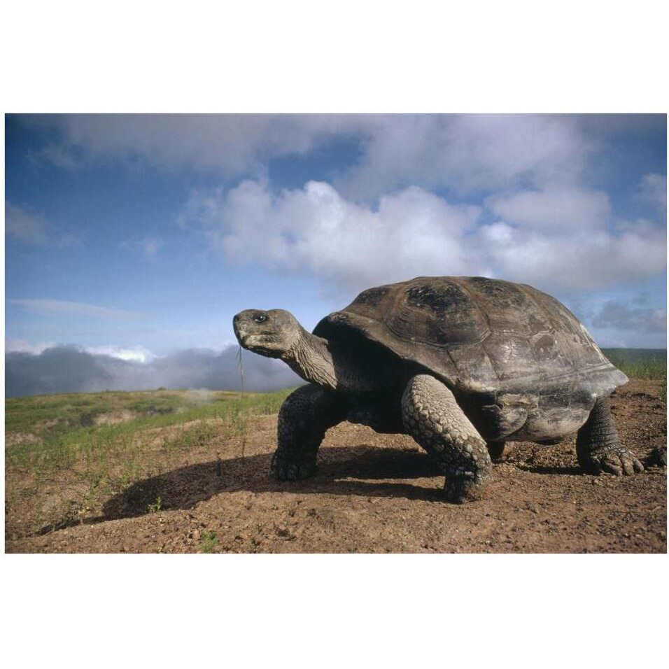 Galapagos Giant Tortoise on caldera rim, Alcedo Volcano, Galapagos Islands-Paper Art-38&quotx26"