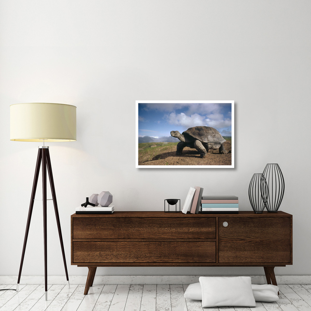 Galapagos Giant Tortoise on caldera rim, Alcedo Volcano, Galapagos Islands-Paper Art-38&quotx26"