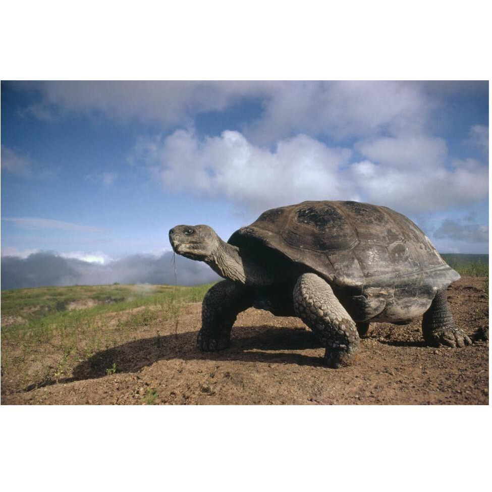 Galapagos Giant Tortoise on caldera rim, Alcedo Volcano, Galapagos Islands-Paper Art-62&quotx42"