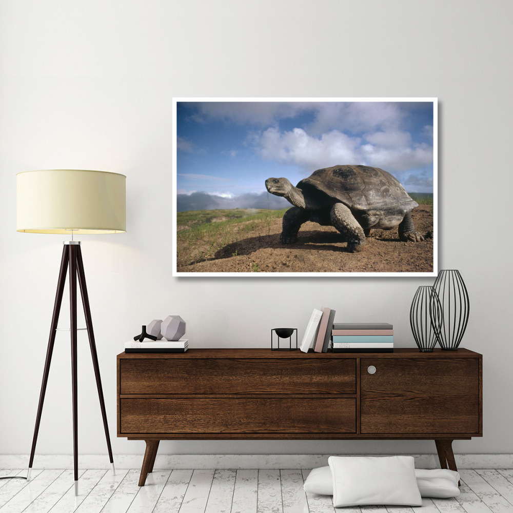 Galapagos Giant Tortoise on caldera rim, Alcedo Volcano, Galapagos Islands-Paper Art-62&quotx42"