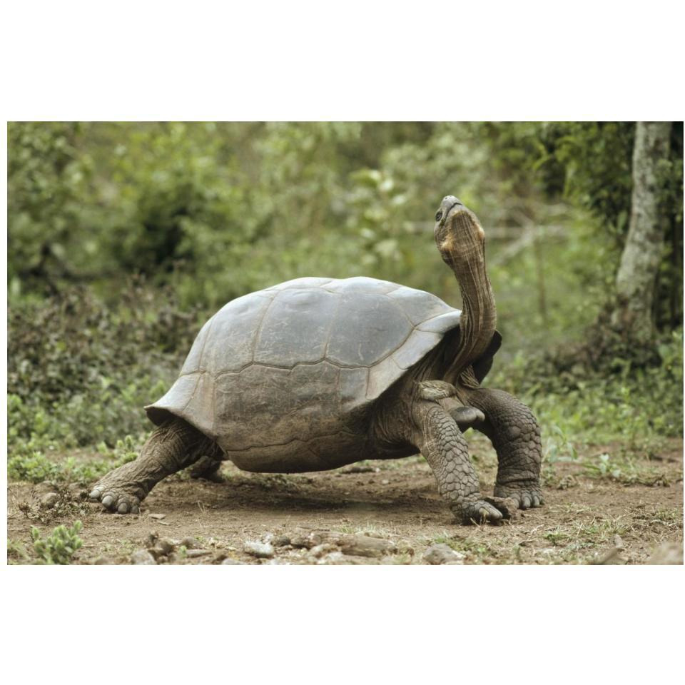 Darwin's Finch and Volcan Alcedo Giant Tortoise, Galapagos Islands-Paper Art-20&quotx14"