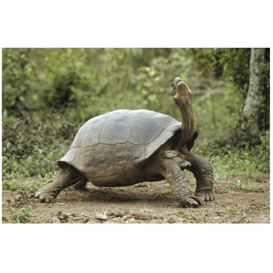 Darwin's Finch and Volcan Alcedo Giant Tortoise, Galapagos Islands-Paper Art-26&quotx18"