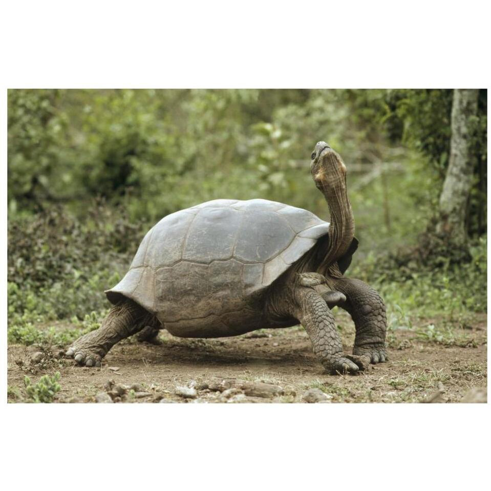 Darwin's Finch and Volcan Alcedo Giant Tortoise, Galapagos Islands-Paper Art-32&quotx22"