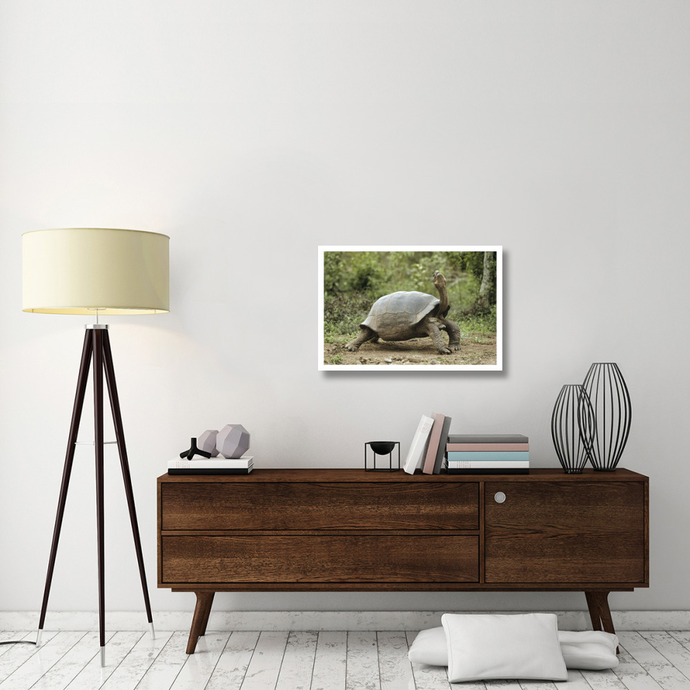 Darwin's Finch and Volcan Alcedo Giant Tortoise, Galapagos Islands-Paper Art-32&quotx22"
