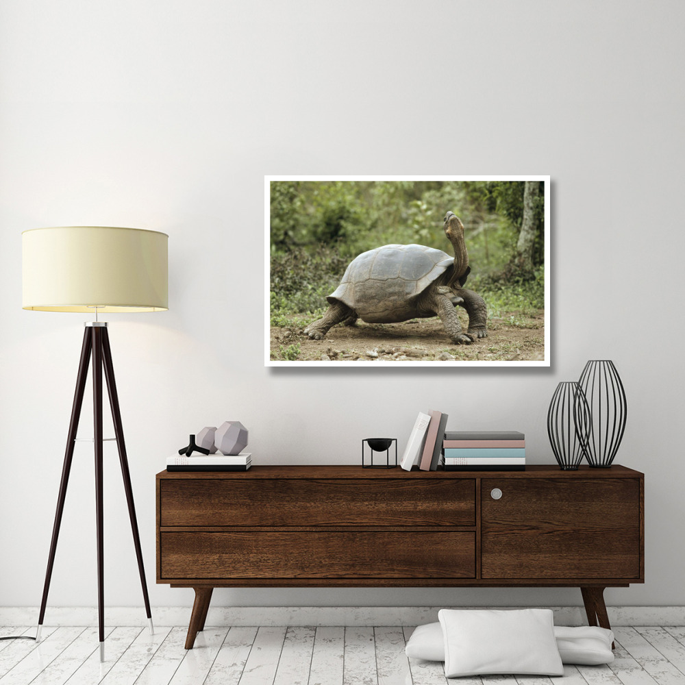 Darwin's Finch and Volcan Alcedo Giant Tortoise, Galapagos Islands-Paper Art-50&quotx34"