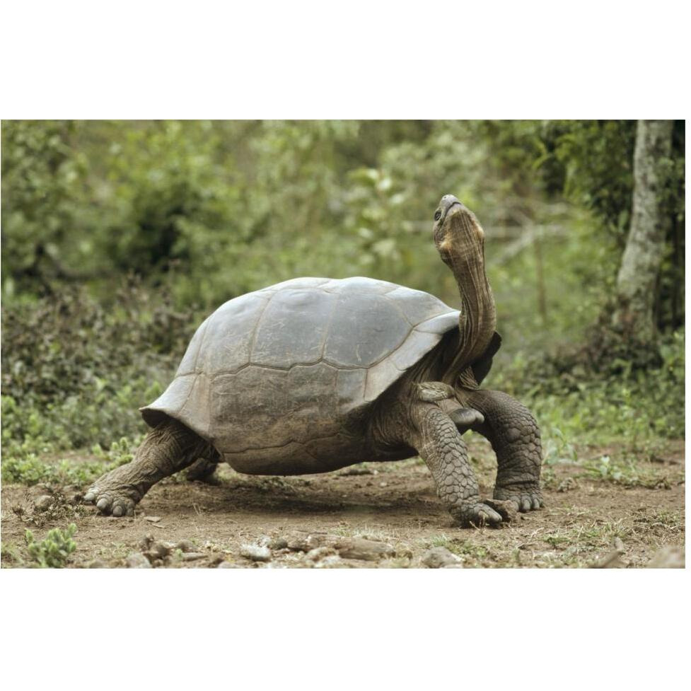 Darwin's Finch and Volcan Alcedo Giant Tortoise, Galapagos Islands-Paper Art-62&quotx42"