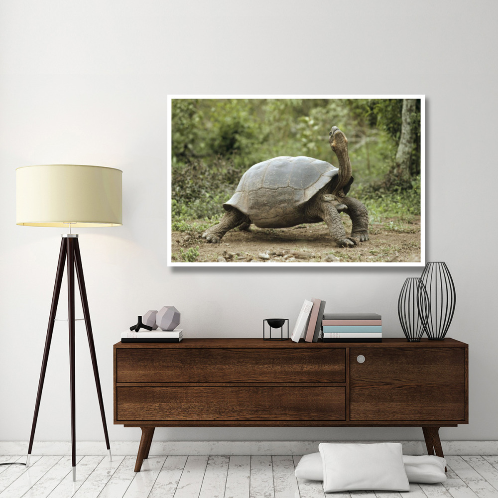 Darwin's Finch and Volcan Alcedo Giant Tortoise, Galapagos Islands-Paper Art-62&quotx42"