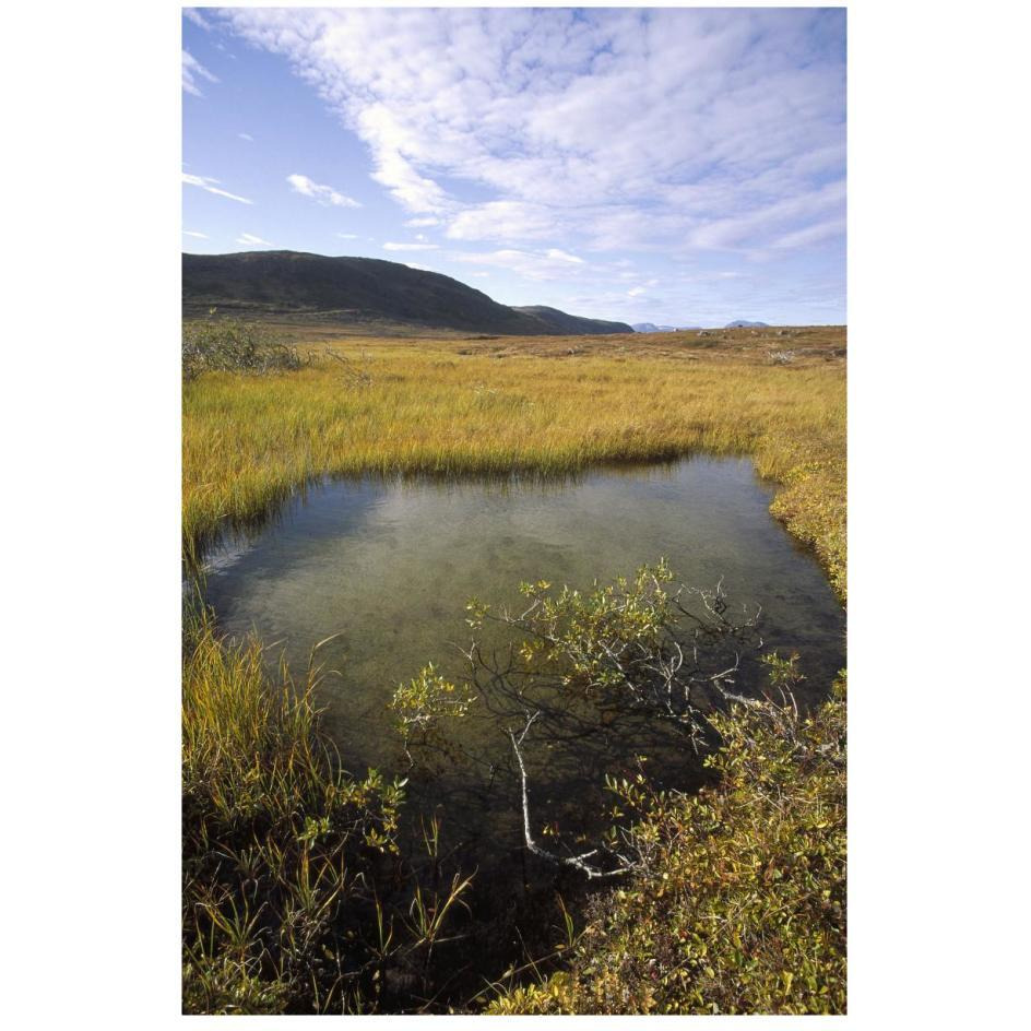 Tundra bog in autumn, Saglek coast, Labrador Bay, Newfoundland, Canada-Paper Art-18&quotx26"